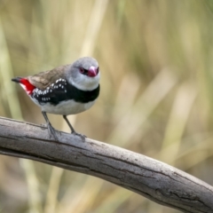 Stagonopleura guttata at Pialligo, ACT - suppressed