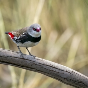 Stagonopleura guttata at Pialligo, ACT - 23 Dec 2021