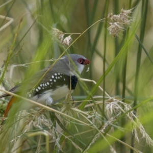 Stagonopleura guttata at Pialligo, ACT - 23 Dec 2021