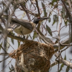 Philemon corniculatus (Noisy Friarbird) at Mount Ainslie - 22 Dec 2021 by trevsci