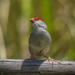 Neochmia temporalis (Red-browed Finch) at Mount Ainslie - 23 Dec 2021 by trevsci
