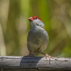 Neochmia temporalis (Red-browed Finch) at Pialligo, ACT - 23 Dec 2021 by trevsci