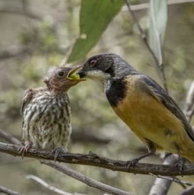 Pachycephala rufiventris (Rufous Whistler) at Pialligo, ACT - 22 Dec 2021 by trevsci