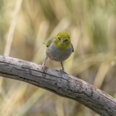 Zosterops lateralis (Silvereye) at Mount Ainslie - 23 Dec 2021 by trevsci