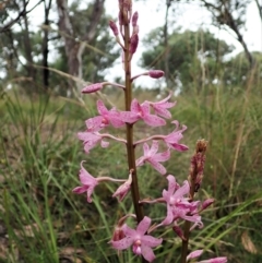 Dipodium roseum (Rosy hyacinth orchid) at Cook, ACT - 22 Dec 2021 by CathB