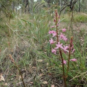 Dipodium roseum at Cook, ACT - suppressed