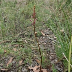 Dipodium roseum at Cook, ACT - 23 Dec 2021