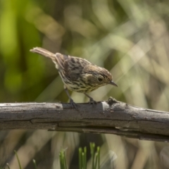 Pyrrholaemus sagittatus (Speckled Warbler) at Pialligo, ACT - 23 Dec 2021 by trevsci