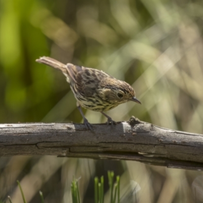 Pyrrholaemus sagittatus (Speckled Warbler) at Mount Ainslie - 23 Dec 2021 by trevsci