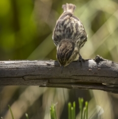 Pyrrholaemus sagittatus at Pialligo, ACT - 23 Dec 2021