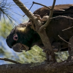 Zanda funerea (Yellow-tailed Black-Cockatoo) at Stony Creek - 20 Dec 2021 by trevsci