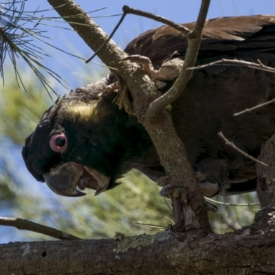 Zanda funerea (Yellow-tailed Black-Cockatoo) at Stromlo, ACT - 20 Dec 2021 by trevsci