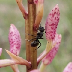 Polyrhachis sp. (genus) (A spiny ant) at Cook, ACT - 23 Dec 2021 by CathB