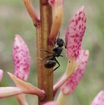 Polyrhachis sp. (genus) (A spiny ant) at Cook, ACT - 23 Dec 2021 by CathB