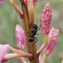 Polyrhachis sp. (genus) at Cook, ACT - 23 Dec 2021 07:35 AM