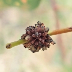 Paropsis atomaria at Cook, ACT - 25 Dec 2021