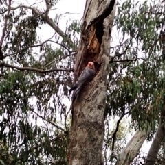 Callocephalon fimbriatum (Gang-gang Cockatoo) at Aranda Bushland - 22 Dec 2021 by CathB