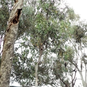 Callocephalon fimbriatum at Cook, ACT - suppressed