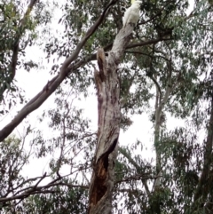 Callocephalon fimbriatum at Cook, ACT - suppressed