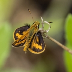 Ocybadistes walkeri (Green Grass-dart) at Chapman, ACT - 26 Dec 2021 by SWishart