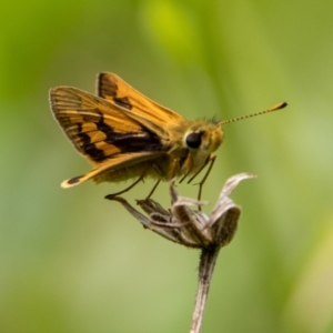 Ocybadistes walkeri at Chapman, ACT - 26 Dec 2021