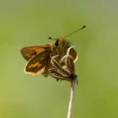 Ocybadistes walkeri at Chapman, ACT - 26 Dec 2021