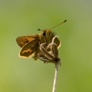 Ocybadistes walkeri at Chapman, ACT - 26 Dec 2021 04:58 PM