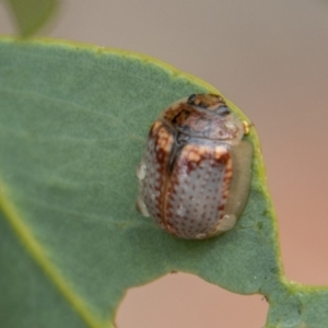 Paropsisterna m-fuscum at Chapman, ACT - 26 Dec 2021