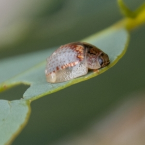 Paropsisterna m-fuscum at Chapman, ACT - 26 Dec 2021