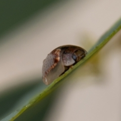 Paropsisterna m-fuscum at Chapman, ACT - 26 Dec 2021 05:03 PM