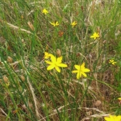 Tricoryne elatior (Yellow Rush Lily) at Molonglo Valley, ACT - 26 Dec 2021 by sangio7