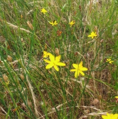 Tricoryne elatior (Yellow Rush Lily) at The Pinnacle - 26 Dec 2021 by sangio7