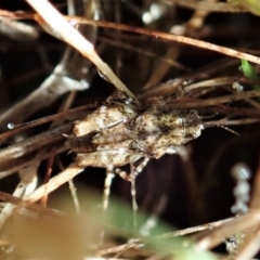 Tetrigidae (family) (Pygmy grasshopper) at Mount Painter - 21 Dec 2021 by CathB