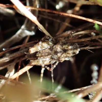 Tetrigidae (family) (Pygmy grasshopper) at Cook, ACT - 22 Dec 2021 by CathB