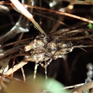 Tetrigidae (family) at Cook, ACT - 22 Dec 2021 07:44 AM