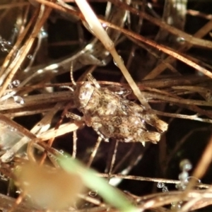 Tetrigidae (family) at Cook, ACT - 22 Dec 2021 07:44 AM