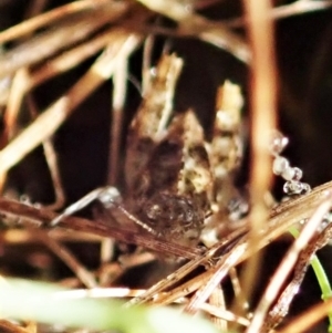 Tetrigidae (family) at Cook, ACT - 22 Dec 2021 07:44 AM