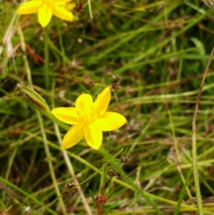 Hypoxis hygrometrica at Molonglo Valley, ACT - 26 Dec 2021 10:46 AM