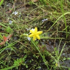 Hypoxis hygrometrica at Molonglo Valley, ACT - 26 Dec 2021