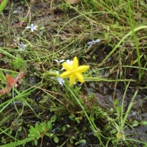 Hypoxis hygrometrica at Molonglo Valley, ACT - 26 Dec 2021 10:46 AM