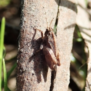 Tetrigidae (family) at Cook, ACT - 22 Dec 2021