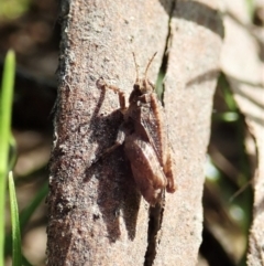 Tetrigidae (family) (Pygmy grasshopper) at Cook, ACT - 21 Dec 2021 by CathB