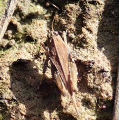 Tetrigidae (family) at Cook, ACT - 22 Dec 2021 07:54 AM