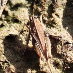 Tetrigidae (family) at Cook, ACT - 22 Dec 2021 07:54 AM