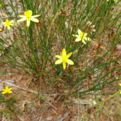 Tricoryne elatior (Yellow Rush Lily) at Hawker, ACT - 26 Dec 2021 by sangio7