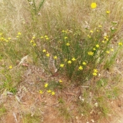 Tricoryne elatior at Hawker, ACT - 26 Dec 2021 12:00 PM