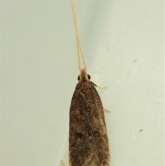 Achoria inopina (A Longhorned Moth (family Leciithoceridae)) at Cook, ACT - 20 Dec 2021 by CathB