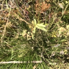 Potentilla recta (Sulphur Cinquefoil) at Rendezvous Creek, ACT - 21 Dec 2021 by Tapirlord