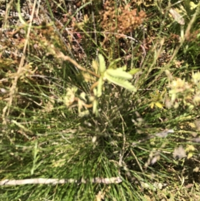 Potentilla recta (Sulphur Cinquefoil) at Rendezvous Creek, ACT - 21 Dec 2021 by Tapirlord