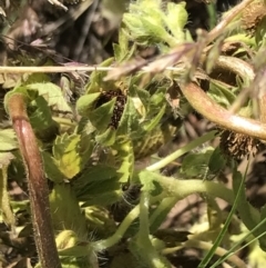 Potentilla recta at Rendezvous Creek, ACT - 21 Dec 2021